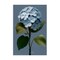 Stupell Industries Delicate Blue Hydrangea Canvas Wall Art Design by Elizabeth Medley